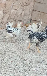 یک عدد مرغ دوتا خروش
