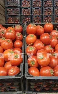 تغذیه وکوددهی کشاورزی وباغداری
