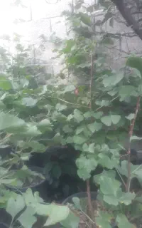 ژینکو ریشه پر