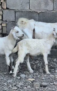 بز کره دار