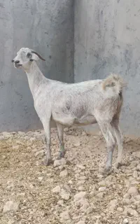 بز دورک آبستن