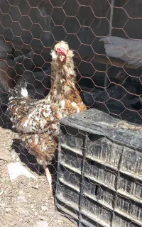 مرغ و جوجه گلین