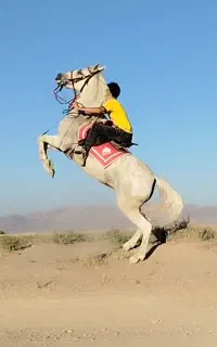 مادیان درجه یک