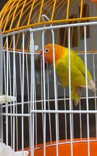 طوطی برزیلی