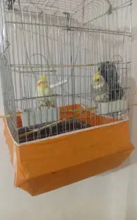 عروس هلندی یک جفت با قفسش