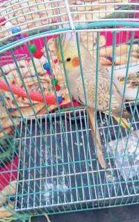 گمشده عروس هلندی گلباقلی قهوه ای