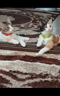 واگذاری دوتا گربه