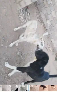 سگ کوچه 8ماهه