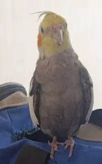 گم شده