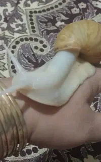 ۵عددحلزون بزرگ تخم گذار