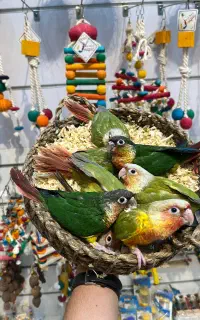 گرینچیک