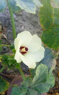 فن گلخانه