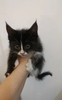 بچه گربه