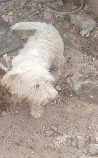 سگ خونگی