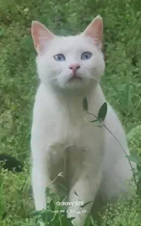 گربه Domestic Shorthair
