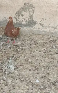 کبوتر در جایی