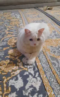 پرشین 2ونیم ساله اصیل
