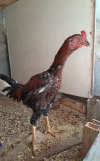 خروس لاری