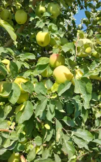 فروش سیب درختی