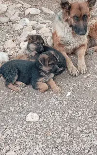 ژرمن معاوضه با بوقلمون