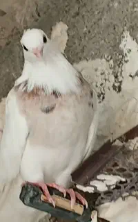طوقی ماده زرده خال سیا