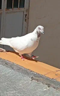 گمشده