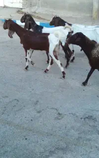 بز ماده