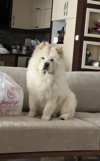 سگ چاو چاو هشت ماهه