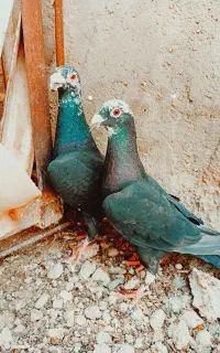 بزک سیاه