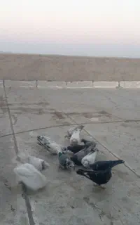 کبوتر