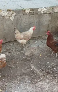 مرغ محلی تخم گذار