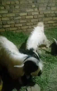 چپیش