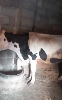گاو ماده