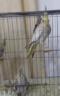 عروس هلندی نر و ماده