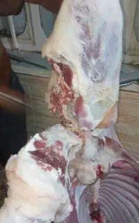 گوشت