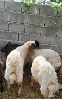 گوسفند