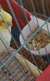 عروس هلندی ماده همراه با قفس بزرگ دارای لانه