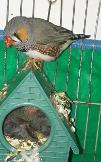 دو جفت فنچ زبرا