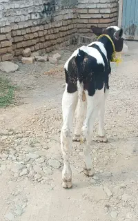گوساله سیمینتال نر جنس بالا
