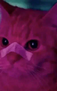 هر اهنگی میخوای برات دارم