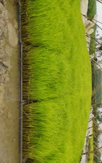 قالب نشا هاشمی باکسی 220