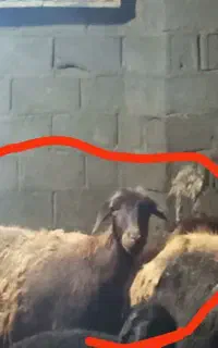 میش