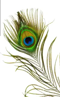 پر طبیعی طاووس
