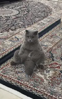 گربه اسکاتیش واگذاری