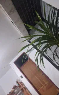 گل پاندانو س