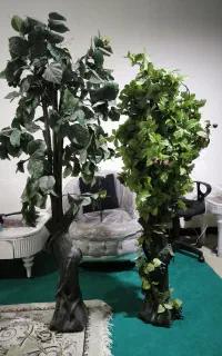 درختچه گیلاس