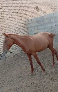 اسب