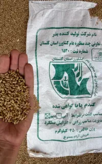 گندم بذری درجه یک