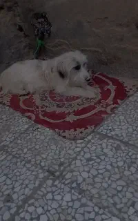 سگ شیتزو ماده گرند