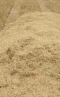 کاه گندم